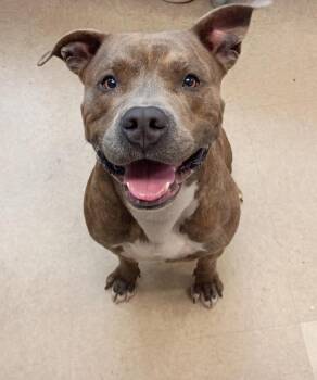 Staffordshire Bull Terrier Dogs Available for Adoption in La Porte, Indiana - Destin | PetCurious