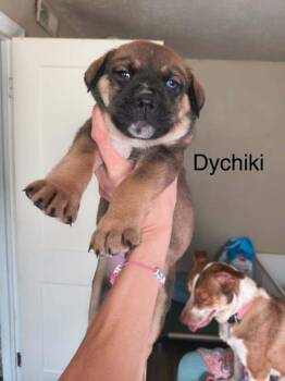 Twix "Dychiki" -  Pit Bull Terrier Dog for Adoption in Indianapolis, Indiana - Twix "Dychiki" | PetCurious