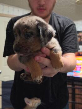 Dachshund and Pembroke Welsh Corgi Dogs Available for Adoption in Partlow, Virginia - Gibson | PetCurious