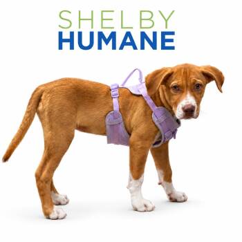 Piper -  Mixed Breed Dog for Adoption in Columbiana, Alabama - Piper | PetCurious