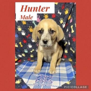 Hound Dogs Available for Adoption - Hunter | PetCurious