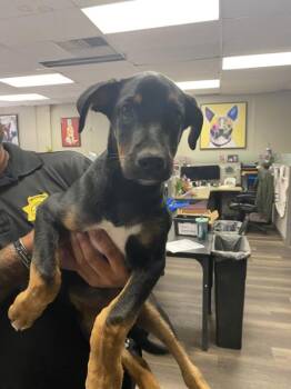 Dodger -  Doberman Pinscher and Shepherd Dog for Adoption in Victorville, California - Dodger | PetCurious