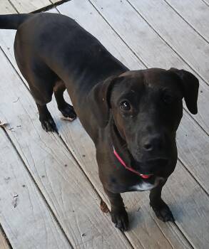 Pebbles -  Labrador Retriever Dog for Adoption in Gardiner, New York - Pebbles | PetCurious