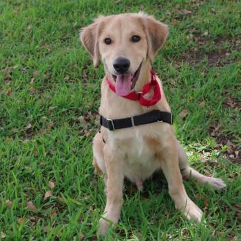 Golden Retriever and Labrador Retriever Dogs Available for Adoption in Miami, Florida - Puppy Murphy | PetCurious