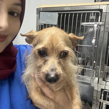 Rocky Balboa -  Yorkshire Terrier Dog for Adoption in Northbrook, Illinois - Rocky Balboa | PetCurious