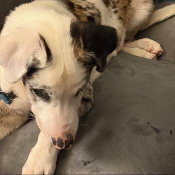Frankie -  Catahoula Leopard Dog and Great Dane Dog for Adoption in Kansas City, Missouri - Frankie | PetCurious