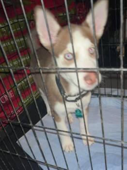 Husky Dogs Available for Adoption in Zimmerman, Minnesota - Donut | PetCurious