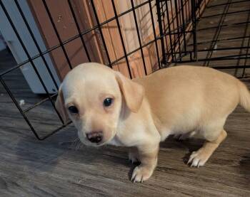 Steve Chi -  Chihuahua Dog for Adoption in Gillsville, Georgia - Steve Chi | PetCurious