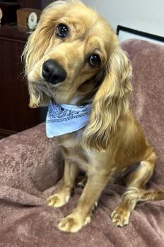 Chloe -  Cocker Spaniel Dog for Adoption in Humble, Texas - Chloe | PetCurious