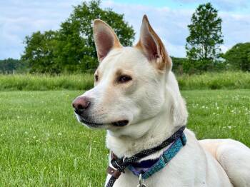 Prada -  Husky and German Shepherd Dog Dog for Adoption in Gloversville, New York - Prada | PetCurious