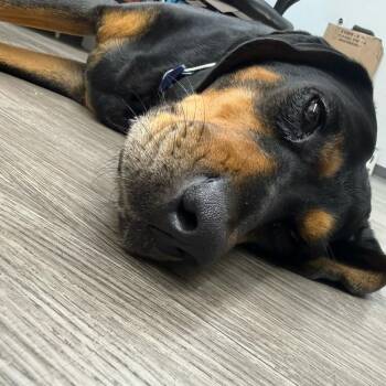 Ethel -  Hound Dog for Adoption in Fairfax Station, Virginia - Ethel | PetCurious