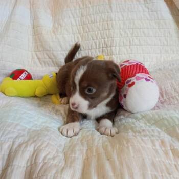 Catelyn -  Australian Shepherd and Mixed Breed Dog for Adoption in Wadena, Minnesota - Catelyn | PetCurious