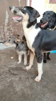 Gasper -  Entlebucher and Beagle Dog for Adoption in Ramona, California - Gasper | PetCurious