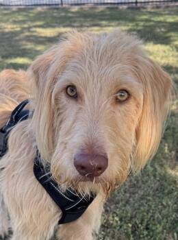 Teddy Graham -  Labradoodle Dog for Adoption in Garland, Texas - Teddy Graham | PetCurious