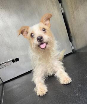 ANDREA -  Chihuahua and Poodle Dog for Adoption in San Antonio, Texas - ANDREA | PetCurious