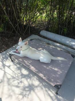 Mystic -  White German Shepherd Dog for Adoption in Londonderry, New Hampshire - Mystic | PetCurious