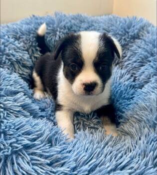 Pablo -  French Bulldog and American Eskimo Dog Dog for Adoption in Rockwall, Texas - Pablo | PetCurious