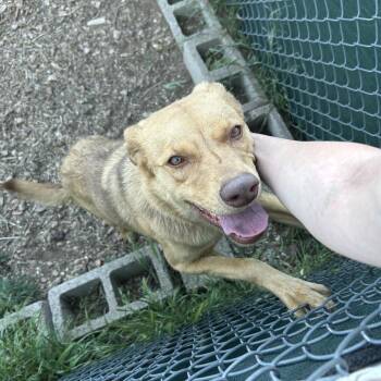 Australian Kelpie and Mixed Breed Dogs Available for Adoption in Flagstaff, Arizona - Lilo | PetCurious