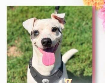 Milo -  Terrier Dog for Adoption in Newport, Kentucky - Milo | PetCurious