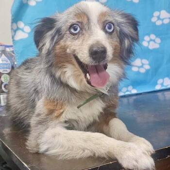 Gunny -  Australian Shepherd Dog for Adoption in Pocatello, Idaho - Gunny | PetCurious