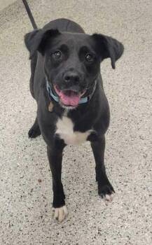 Valerie -  Mixed Breed Dog for Adoption in Kansas City, Missouri - Valerie | PetCurious