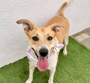 Rescue Labrador Retriever Dogs for Adoption in San Diego, California - JULIETTE | PetCurious