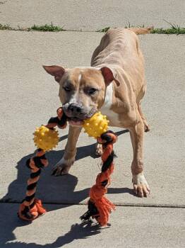 Pit Bull Terrier Dogs Available for Adoption in Suffolk, Virginia - Ollie | PetCurious