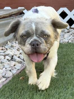 Janet -  French Bulldog Dog for Adoption in Severance, Colorado - Janet | PetCurious