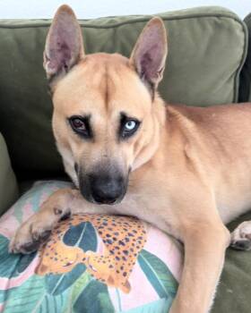 Angel -  Shepherd Dog for Adoption in Leander, Texas - Angel | PetCurious