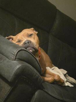 Ziva -  Pit Bull Terrier Dog for Adoption in Gainesville, Virginia - Ziva | PetCurious