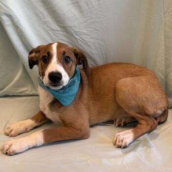 Pop -  Mixed Breed Dog for Adoption in Canal Winchester, Ohio - Pop | PetCurious