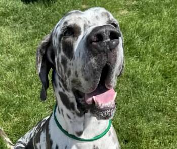 Great Dane Dogs Available for Adoption in Euclid, Ohio - Maverick | PetCurious