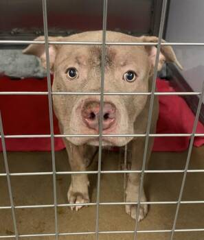American Staffordshire Terrier and Pit Bull Terrier Dogs Available for Adoption in San Jose, California - OPOLLO | PetCurious