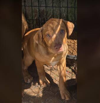 Labrador Retriever Dogs Available for Adoption in Uxbridge, Massachusetts - Huggies | PetCurious