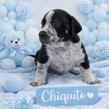 Mixed Breed Dogs Available for Adoption in Durham, North Carolina - Chiquito | PetCurious