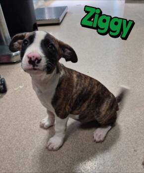 ZIGGY -  Mixed Breed Dog for Adoption in Holbrook, New York - ZIGGY | PetCurious