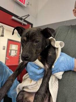 Chocolate Chip -  Mixed Breed Dog for Adoption in West Chester, Pennsylvania - Chocolate Chip | PetCurious