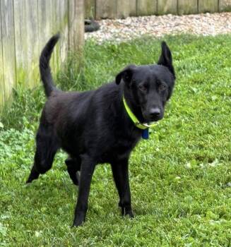 Atlis (6-7mo) -  German Shepherd Dog Dog for Adoption in Greeneville, Tennessee - Atlis (6-7mo) | PetCurious