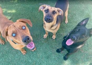 Zucchini -  Rhodesian Ridgeback Dog for Adoption in Littleton, Colorado - Zucchini | PetCurious