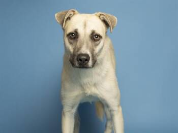 German Shepherd Dog Dogs Available for Adoption - KNIGHT | PetCurious