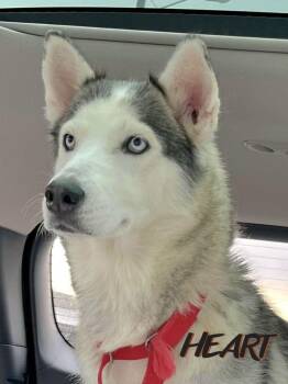 Siberian Husky Dogs Available for Adoption - Thelma | PetCurious