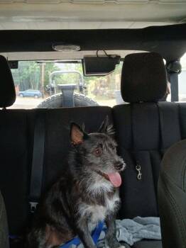 Argos -  Terrier Dog for Adoption in Huntington, New York - Argos | PetCurious