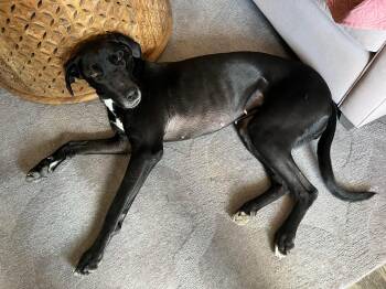 Great Dane and American Bulldog Dogs Available for Adoption in Markham, Ontario - Skye  | PetCurious