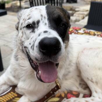 Harry -  Saint Bernard Dog for Adoption in Brentwood, Tennessee - Harry | PetCurious