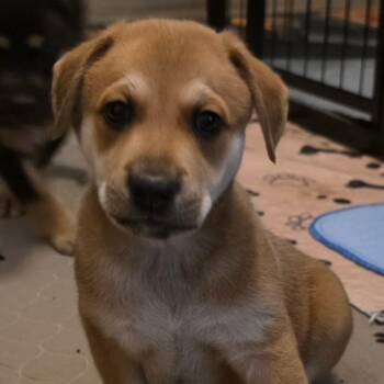 Rescue German Shepherd Dog and Mixed Breed Dogs for Adoption in Austin, Texas - Cypress DD | PetCurious