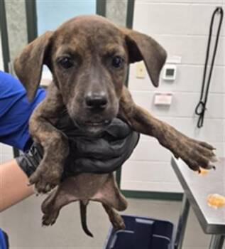 TWILIGHT -  Labrador Retriever and Mixed Breed Dog for Adoption in Corpus Christi, Texas - TWILIGHT | PetCurious