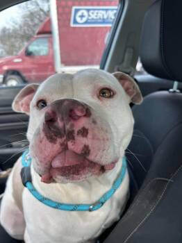 American Bulldog and American Bully Dogs Available for Adoption in Indianapolis, Indiana - Shiro | PetCurious