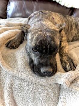 Cane Corso and Mixed Breed Dogs Available for Adoption - Stella | PetCurious