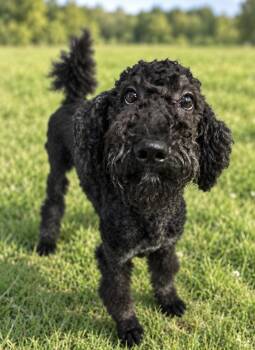 Chloe -  Labradoodle Dog for Adoption in Egg Harbor City, New Jersey - Chloe | PetCurious