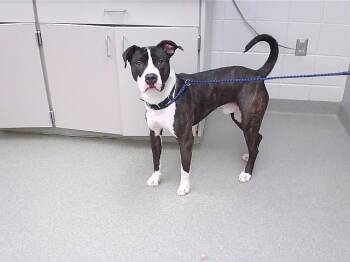 Boxer and Mixed Breed Dogs Available for Adoption in Omaha, Nebraska - RACKET | PetCurious